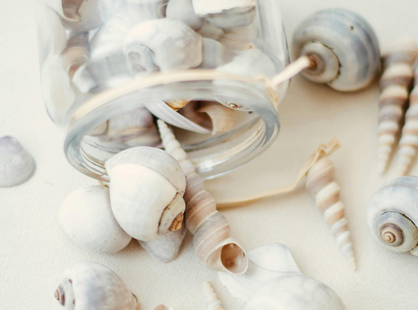 sea-shell-craft