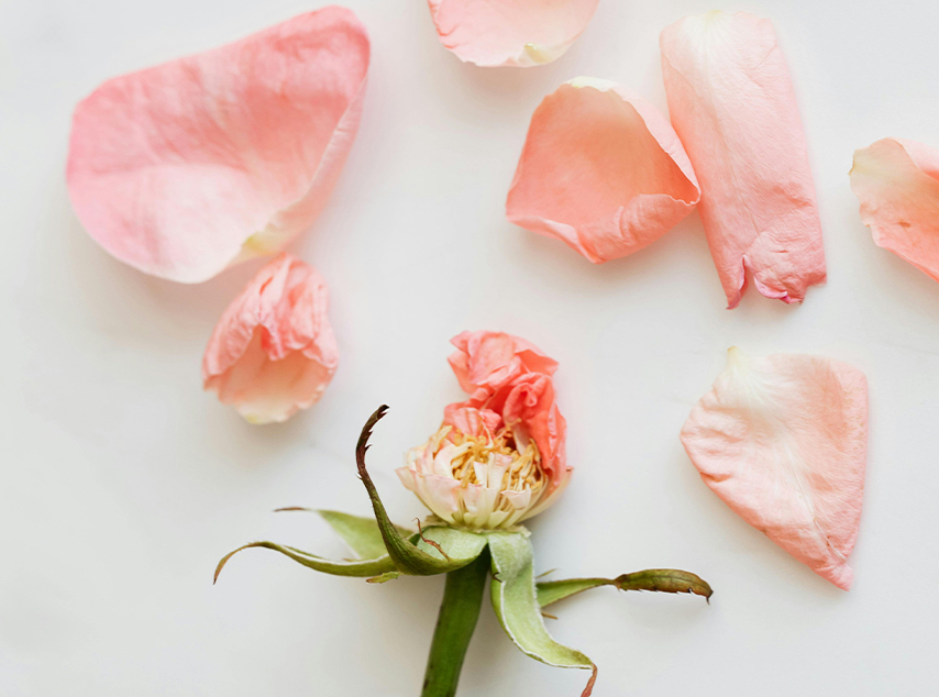 Rose with petals ripped out